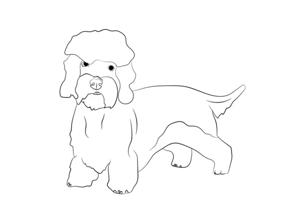 Dandie Dinmont Terrier. Vector esquema stock ilustración líneas realistas silueta logotipo, impresión, tatuaje, libro para colorear . — Vector de stock