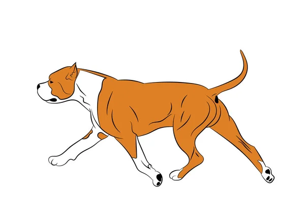 American Staffordshire Terrier dog movement. Realistic stock illustration. Vector illustration — Stock Vector