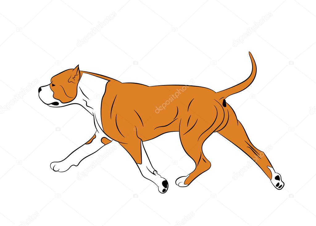 American Staffordshire Terrier dog movement. Realistic stock illustration. Vector illustration