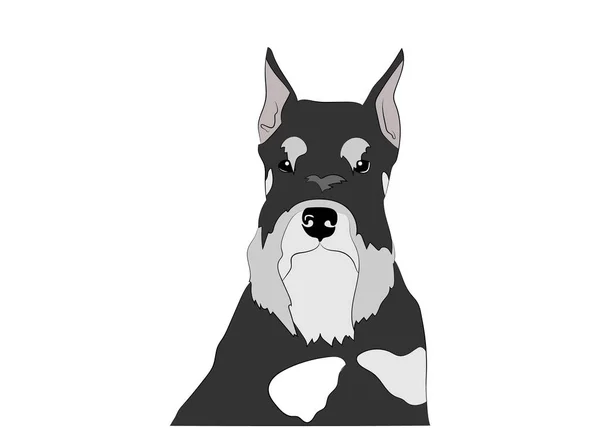 Schnauzer Hundeporträt, Kopf. Schwarz und Silber, Pfeffer und Salz. Vektorillustration. Hunderasse. — Stockvektor