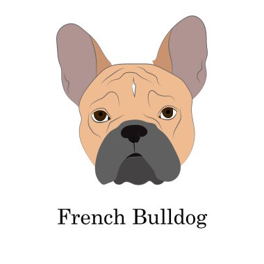 Sevimli geyik yavrusu Fransız Bulldog kafa portresi. Üreme standardı. İnternet sitesi köpek kulübesinin logosu. Gerçekçi vektör illüstrasyonu.