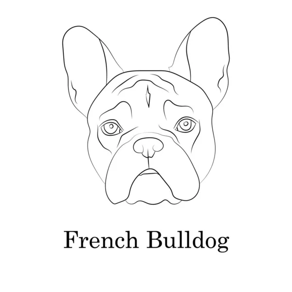 Retrato de cabeça de Bulldog francês adorável fawn. Padrão de raça. Logo web site canil. Ilustração vetorial de contorno linear . — Vetor de Stock