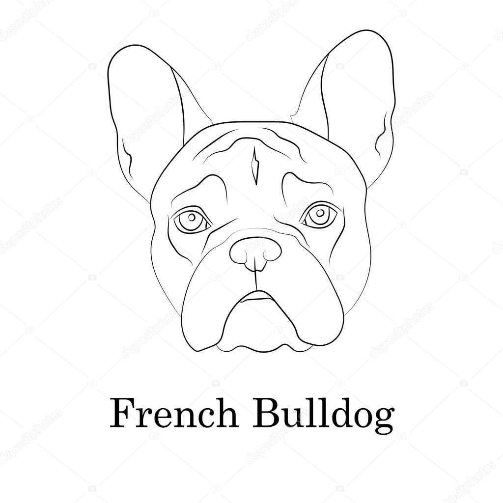 Foto Bulldog Francese, Immagini e Vettoriali