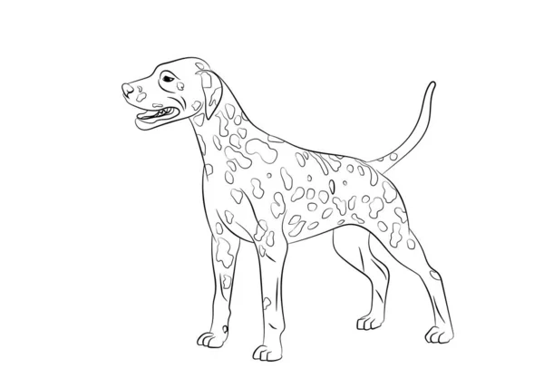 Dalmatian Spotted Dog. Vector esquema stock ilustración líneas realistas silueta logotipo, impresión, tatuaje, libro para colorear . — Vector de stock