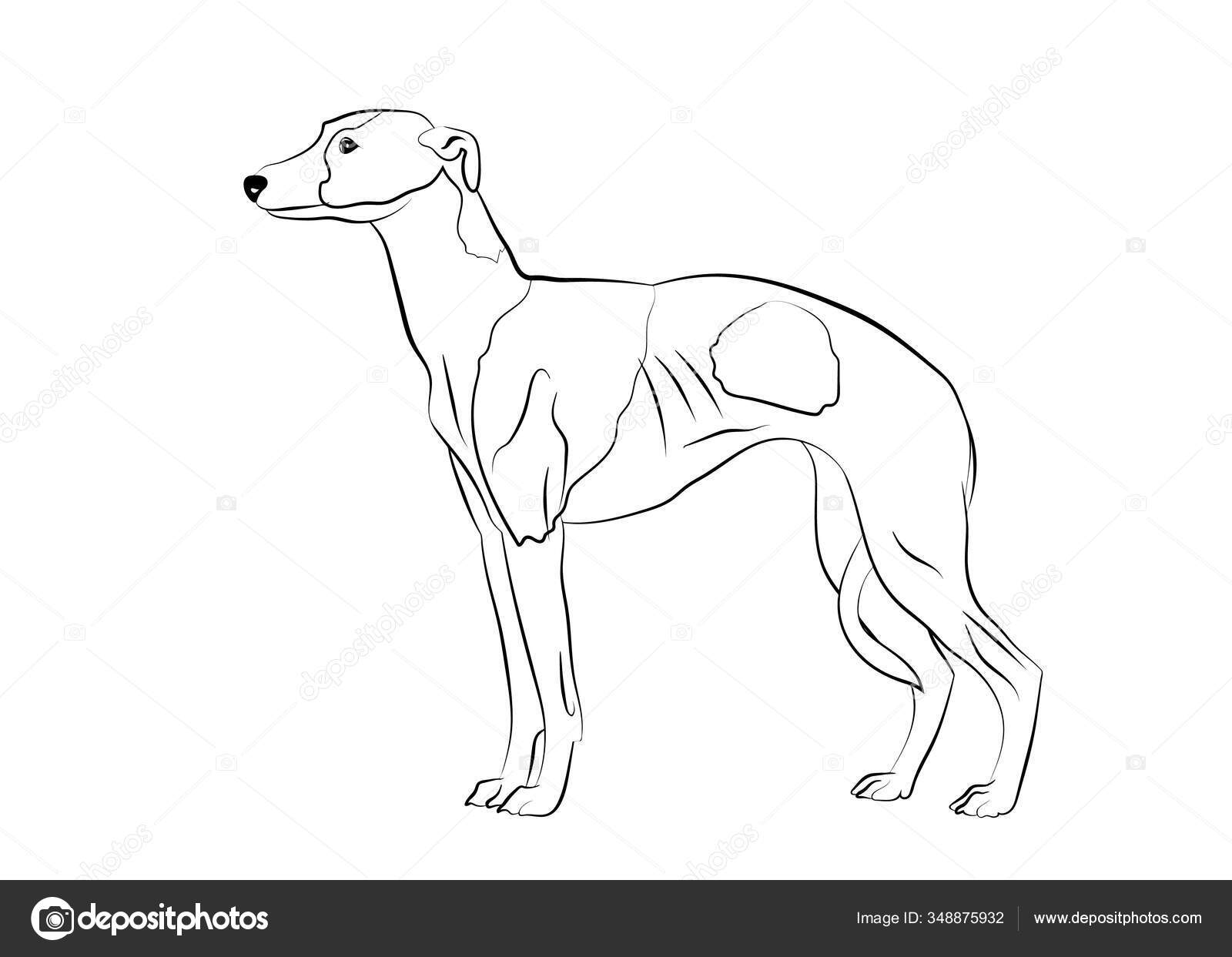do old croatian sighthound howl
