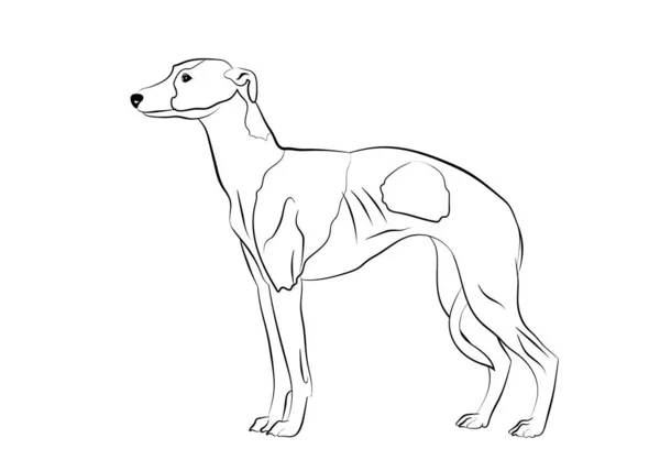 Whippet, silueta realista galgo contorno sobre fondo blanco. Arte de línea. Ilustración vectorial — Archivo Imágenes Vectoriales