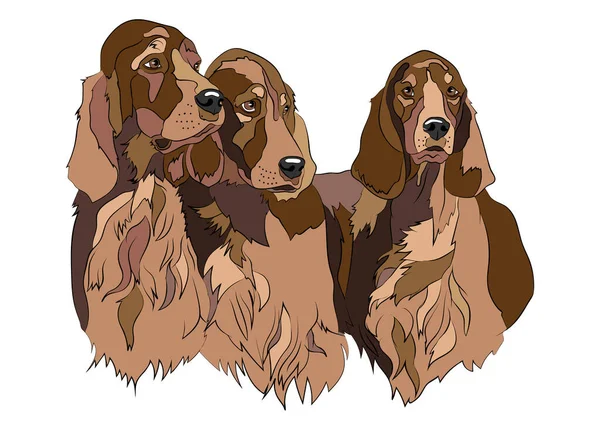 Vector illustration of Irish Setter group dogs breed. For logo branding t-shirt design coloring book catalog dog show. — Stok Vektör