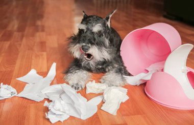 Yaramaz kötü schnauzer köpek çöp kutusundan çıkan kağıtlarla oynuyor. Yırtık kağıtların arasında köpek yatıyor. Yaramaz köpek yuvasında..