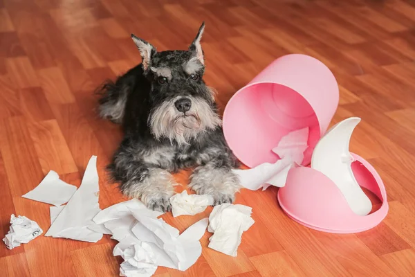 Yaramaz kötü schnauzer köpek çöp kutusundan çıkan kağıtlarla oynuyor. Yırtık kağıtların arasında köpek yatıyor. Yaramaz köpek yuvasında.. — Stok fotoğraf
