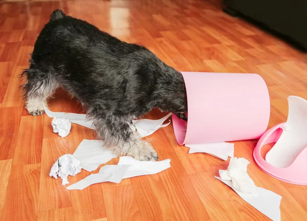 Naughty bad schnauzer puppy dog playing with papers from garbage basket.Dog among the torn paper with head in trash can — Stock Photo, Image