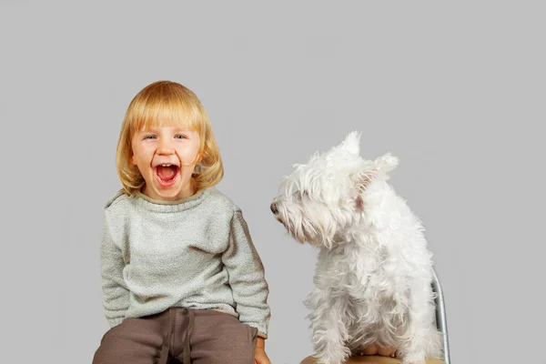 Feliz poco riendo chica con su blanco schnauzer perro sentado ion gris fondo estudio disparo . — Foto de Stock