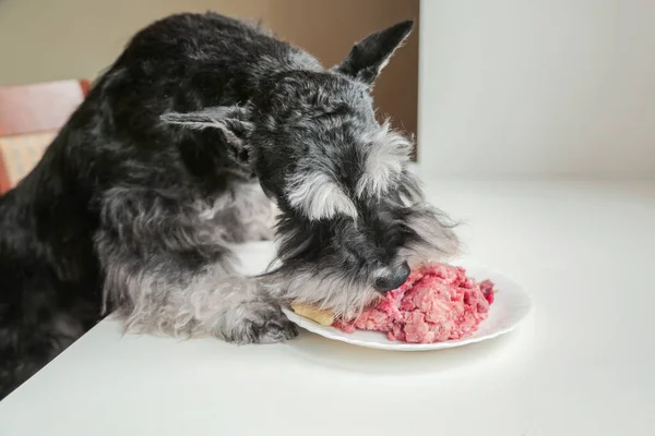 En hungrig hund äter rått kött från tallriken. En dålig hund stjäl kött från ett bord. Stygga schnauzer valp. — Stockfoto