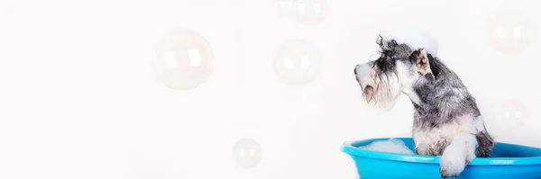 Забавный щенок Шнауцер принимает ванну с шампунем и пузырьками в синей ванне. Баннер для зоомагазина, парикмахерская. — стоковое фото
