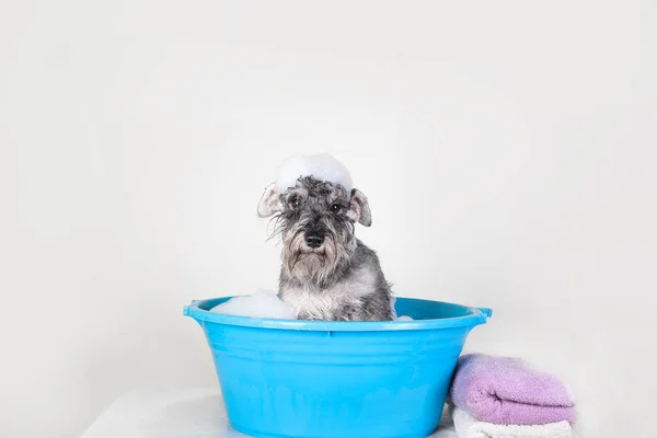 Komik Schnauzer yavru köpeği mavi küvette şampuan ve köpüklerle banyo yapıyor. Evcil hayvan dükkanı için pankart, kuaför salonu. 