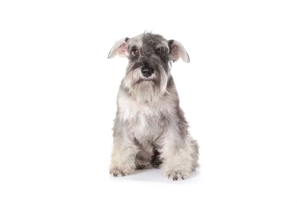 Funny pepper and salt miniature schnauzer sitting on white background — Stock Photo, Image