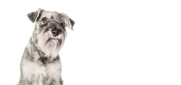 Rolig Peppar Och Salt Miniatyr Schnauzer Sitter Vit Bakgrund Dod — Stockfoto