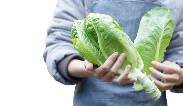 The farmer is checking product on farm, Butter lettuce head. — Stock Photo, Image