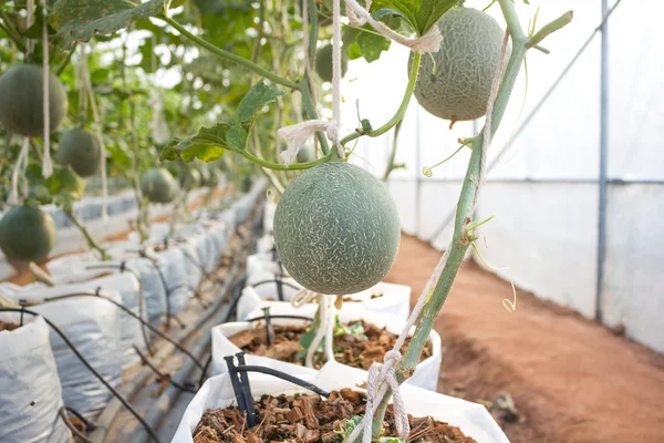 Beplantning med melon i veksthus . – stockfoto