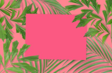 Pembe ba tasarımınız için boş kağıt ile tropikal palmiye yaprakları