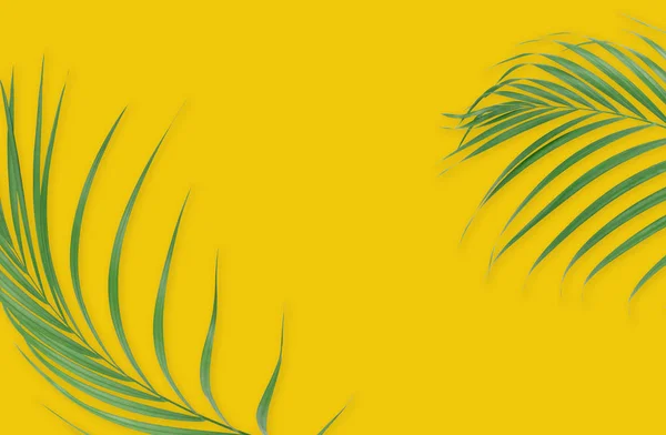 Folhas de palmeira tropical sobre fundo amarelo. Natureza mínima. Summe — Fotografia de Stock