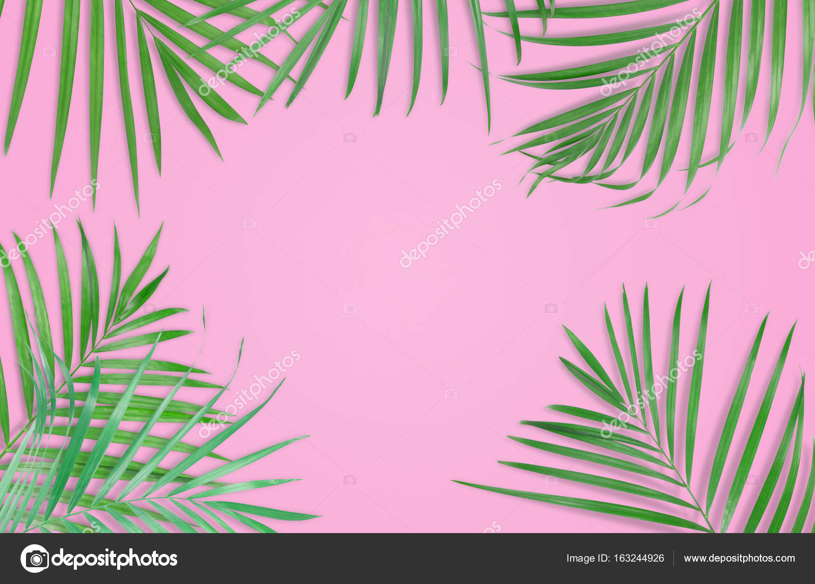 Pink Wallpaper Palm Leaves unminifycode