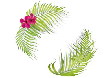 Tropikal palmiye Sarı zemin üzerine bırakır. En az doğa. Summe