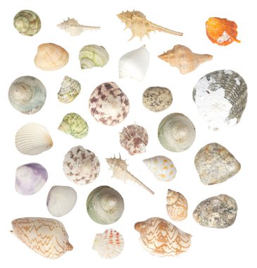 Beyaz arkaplanda deniz kabukları izole edildi