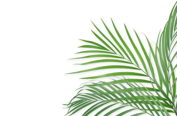 Tropische palm bladeren op een witte achtergrond. Minimale aard. Zomer — Stockfoto