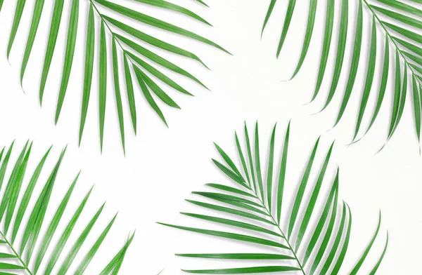 Tropische palm bladeren op een witte achtergrond. Minimale aard. Zomer — Stockfoto