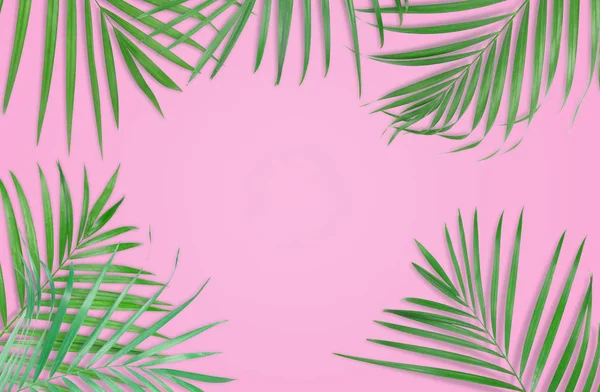 Hojas de palma tropical sobre fondo rosa. Naturaleza mínima. Verano —  Fotos de Stock