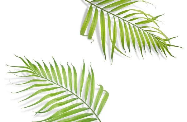 Hojas de palma tropical sobre fondo blanco. Naturaleza mínima. Verano — Foto de Stock
