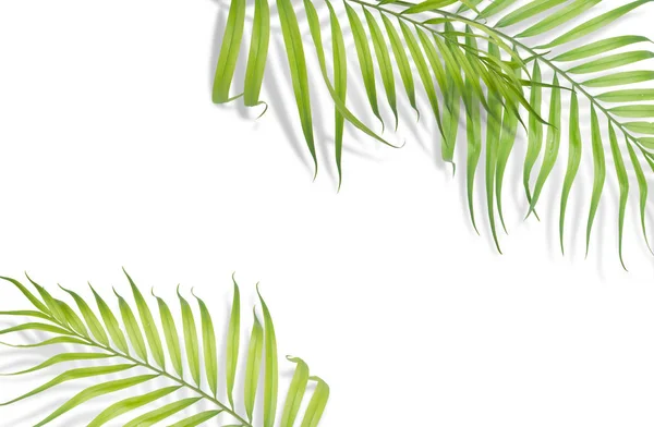 Tropische palm bladeren op een witte achtergrond. Minimale aard. Zomer — Stockfoto