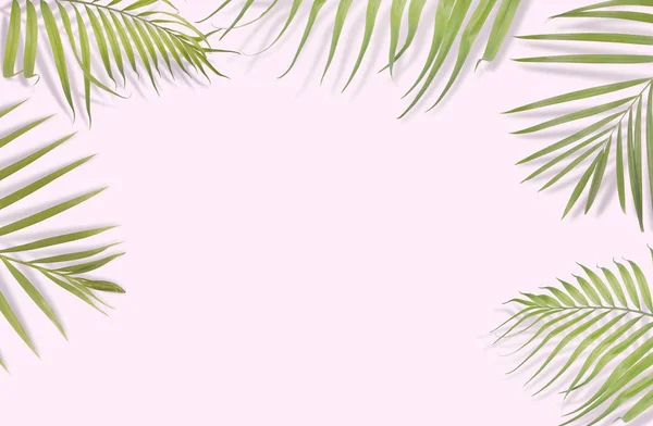 Tropische palm laat op roze achtergrond. Minimale aard. Zomer — Stockfoto