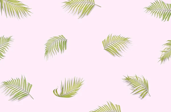 Hojas de palma aisladas sobre fondo rosa suave. Vista superior. Puesta plana —  Fotos de Stock