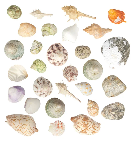 Beyaz arkaplanda deniz kabukları izole edildi