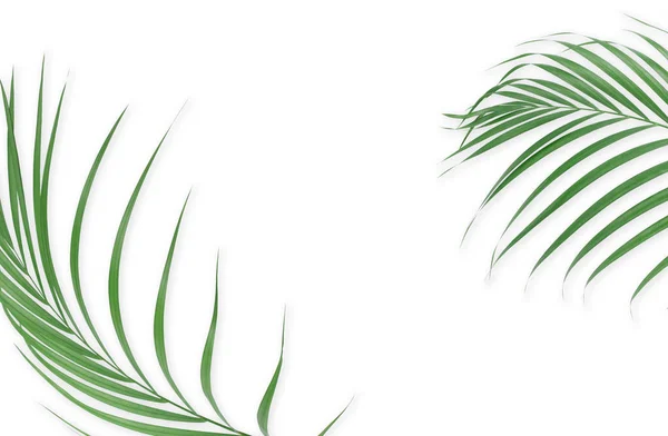 Hojas de palma tropical sobre fondo blanco. Naturaleza mínima. Verano —  Fotos de Stock