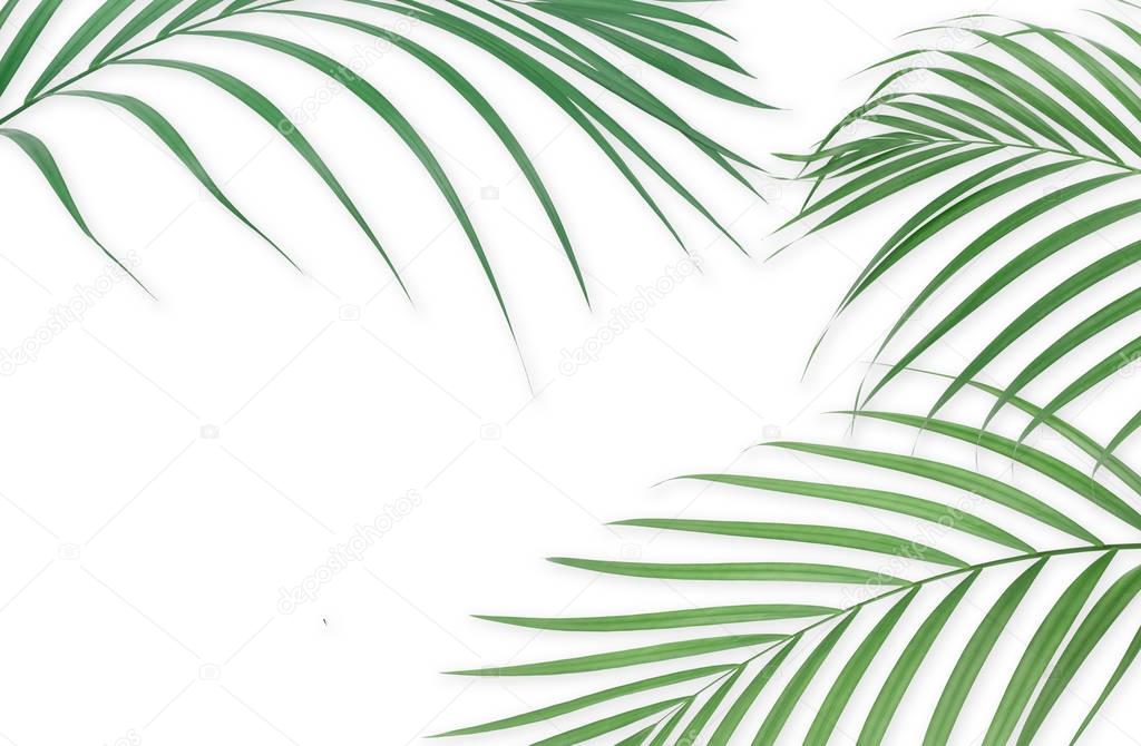Tropical palm leaves on white background. Minimal nature. Summer