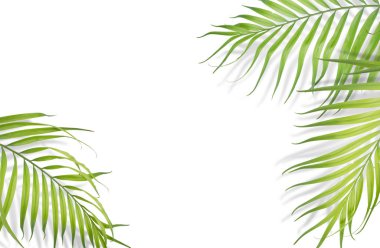 Tropikal palmiye beyaz zemin üzerine bırakır. En az doğa. Yaz