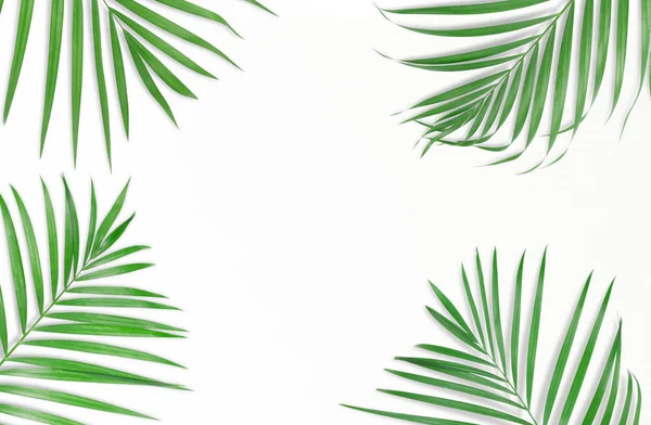 Tropische palm bladeren op een witte achtergrond. Minimale aard. Zomer — Stockfoto