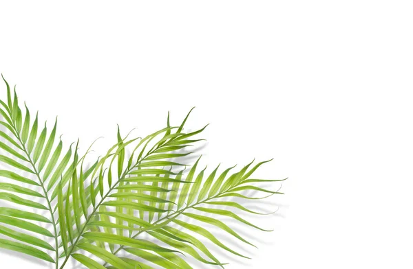 Tropische palm bladeren op een witte achtergrond. Minimale aard. Zomer — Stockfoto