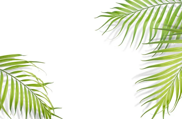 Tropikal palmiye beyaz zemin üzerine bırakır. En az doğa. Yaz