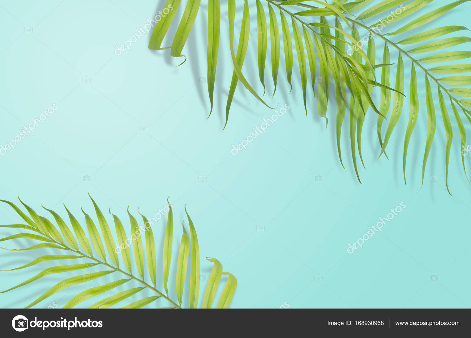 Tropical Palm Leaves On Light Blue Background Minimal Nature S