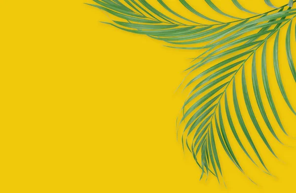 Tropische palm laat op gele achtergrond. Minimale aard. SUMME — Stockfoto