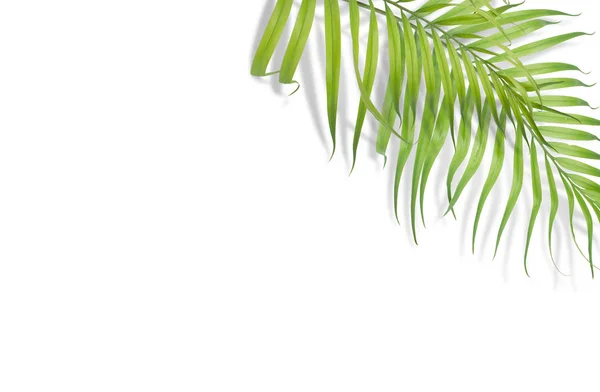 Hojas de palma tropical sobre fondo blanco. Naturaleza mínima. Verano —  Fotos de Stock