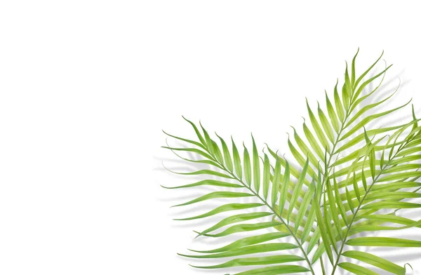 Tropische palm bladeren op een witte achtergrond. Minimale aard. Zomer — Stockfoto