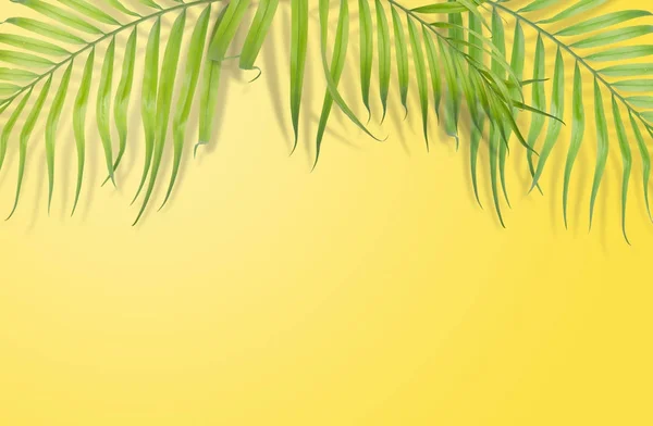 Тропических пальмовых листьев на желтом фоне. Минимальный характер. Традиционный — стоковое фото
