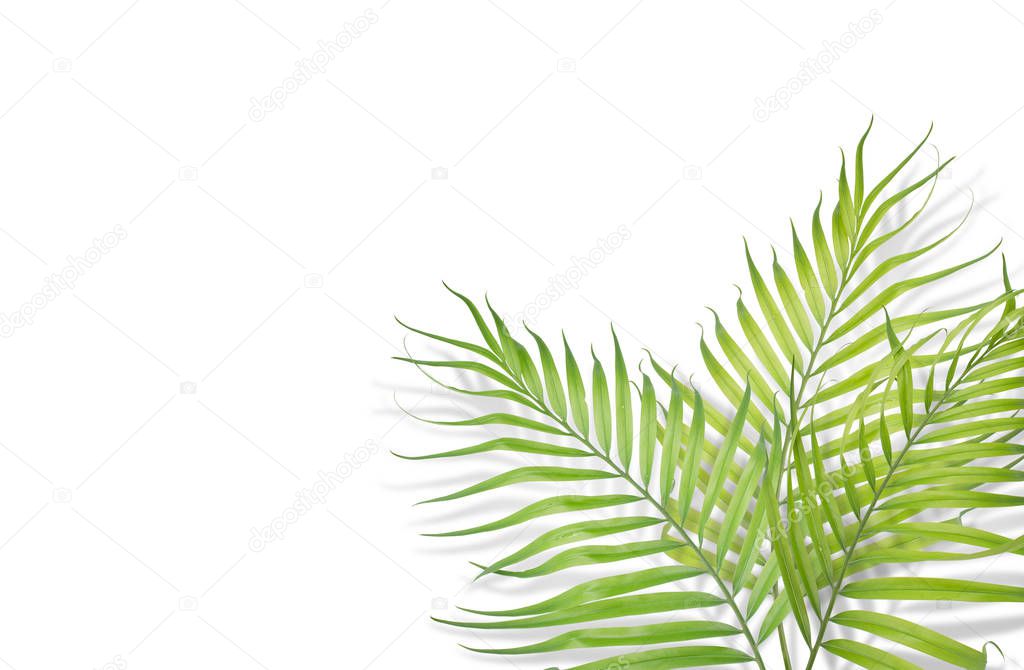 Tropical palm leaves on white background. Minimal nature. Summer