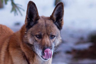 En iyi arkadaşım topu adlı