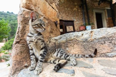 Genç kedi şehir taş duvarın yanında. Ada Crete. Yunanistan