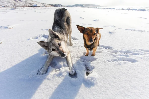 Dos Perros Juguetones Día Invierno Divertirse Nieve —  Fotos de Stock